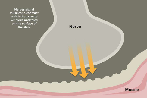 Nerve Signal